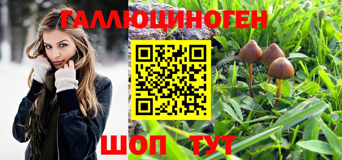 Избербаш  Галлюциногенные грибы Psilocybine cubensis  Галлюциногенные грибы мицелий  Вход с VPN 