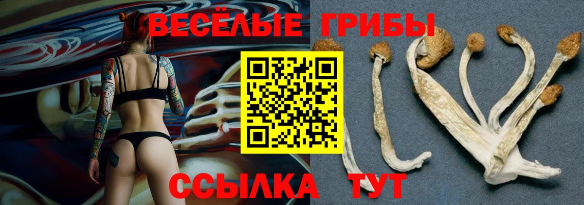 Галлюциногенные грибы GOLDEN TEACHER Избербаш